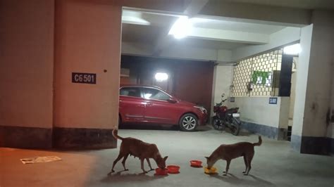 Petition · Providing shelter to Stray Dogs in buildings blocks is ...