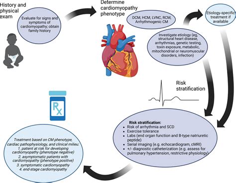 Right Ventricular Cardiomyopathy Treatment Guidelines at Gary Cathey blog