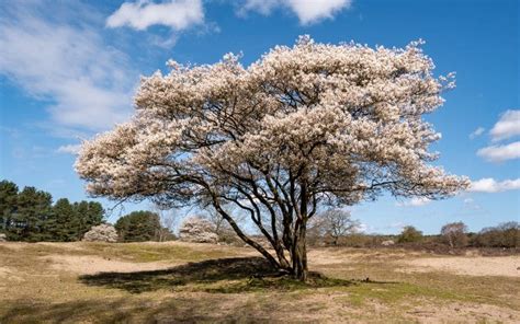 Image result for Serviceberries Tree