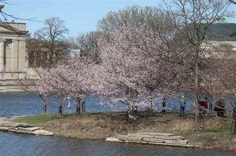 Chicagoans chase cherry blossoms in Jackson Park