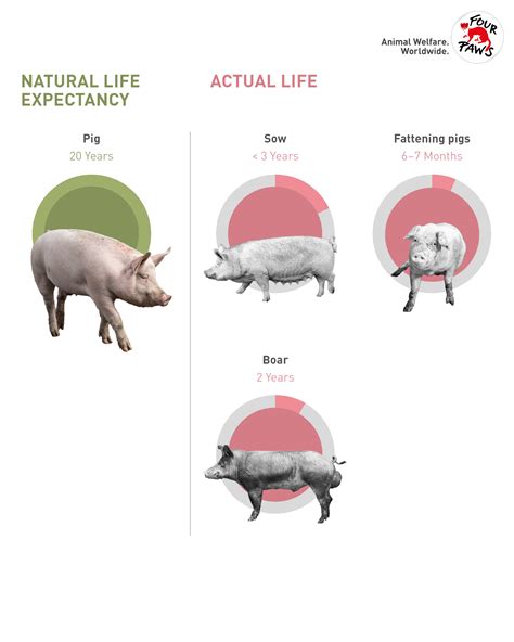 Yorkshire Pig Lifespan