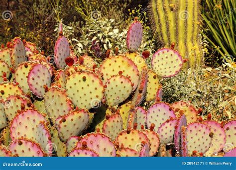 Purple Prickly Pear Cactus Desert Arizona Stock Image - Image of ...