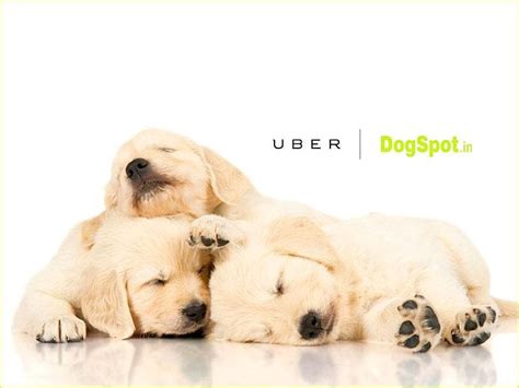 In Delhi? Uber will send you free puppies today (HT Tech)