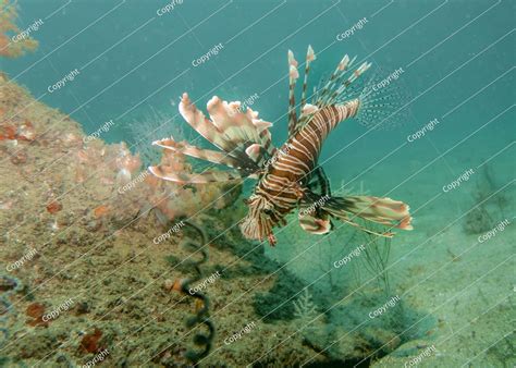 Fish Hunting 的图像结果