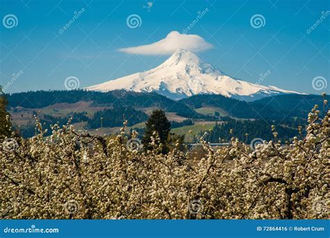 Blooming Apple Orchards in the Hood River Valley, Oregon Stock Photo ...