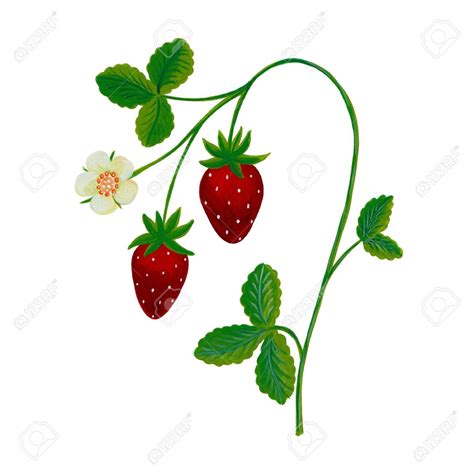 Strawberry Vine Drawing | Free download on ClipArtMag