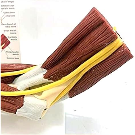 HYYKEJI Upper Limb Bone Anatomy Model, Arm Bone Ligament India | Ubuy