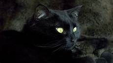 Black Cat Wallpaper by Black Cat Wallpapers Wallpaper Cave Black Cat Wallpaper