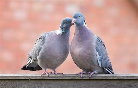 How to Identify Different Types of Pigeons and Doves