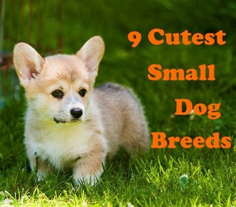 Small Animal Breeds at Gene Courtney blog