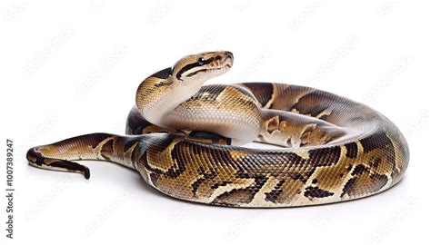 Image result for Reticulated Python Florida