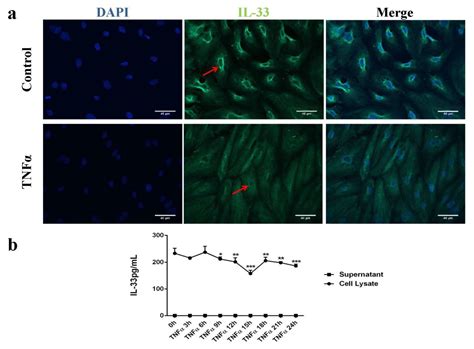 IL-33 Is Involved in the Anti-Inflammatory Effects of Butyrate and ...