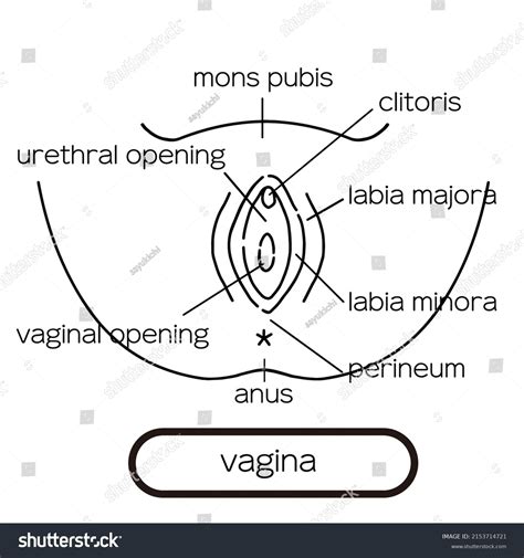 Vagina Clip Art Female Genitalia Stock Vector (Royalty Free) 2153714721 ...