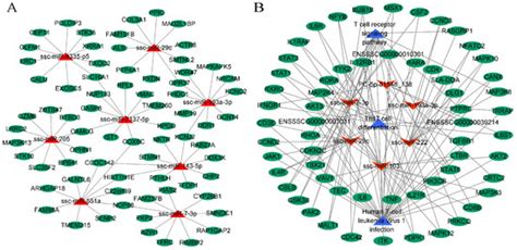 Breed-Related Differential microRNA Expression and Analysis of ...