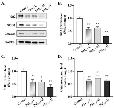 Alveolar Type II Cell Damage and Nrf2-SOD1 Pathway Downregulation Are ...