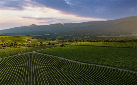 Pinot Noir - Rombauer Vineyards