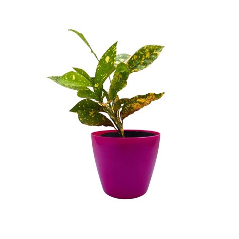 Indian Gardens - Codiam variegatum/Golden dust crotons live plant with ...