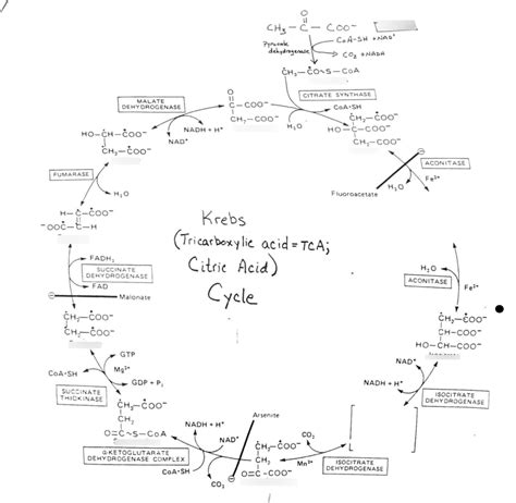 Krebs Cycle Explained Simply 的图像结果