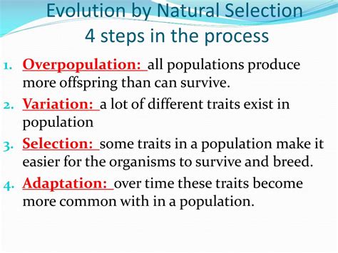 Image result for Evolution Process