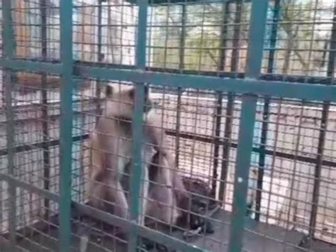Madhya Pradesh's 'Most Wanted' Langur With Rs 21,000 Bounty Captured In ...