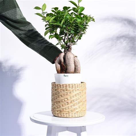 Kauna Grass Planter – Ugaoo