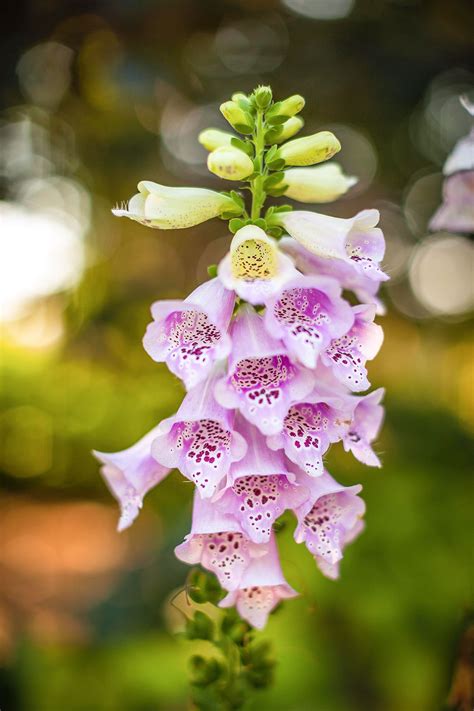 How to Plant and Grow Bellflower