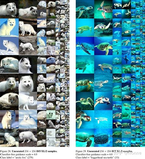 Diffusion Transformer 的图像结果