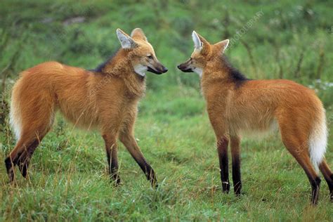 Maned Wolves 的图像结果