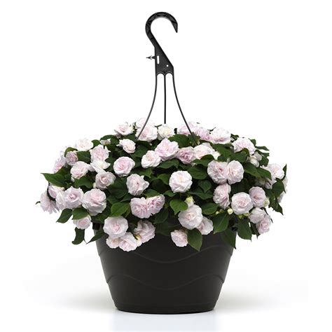 Shop Impatiens Glimmer White | J. Parker's