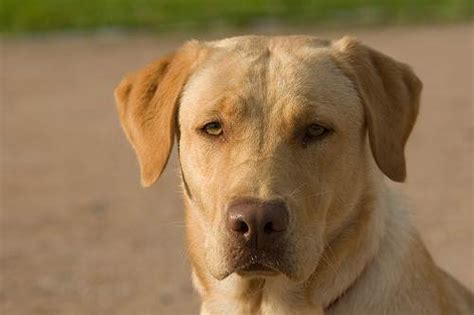Image result for Cane Labrador