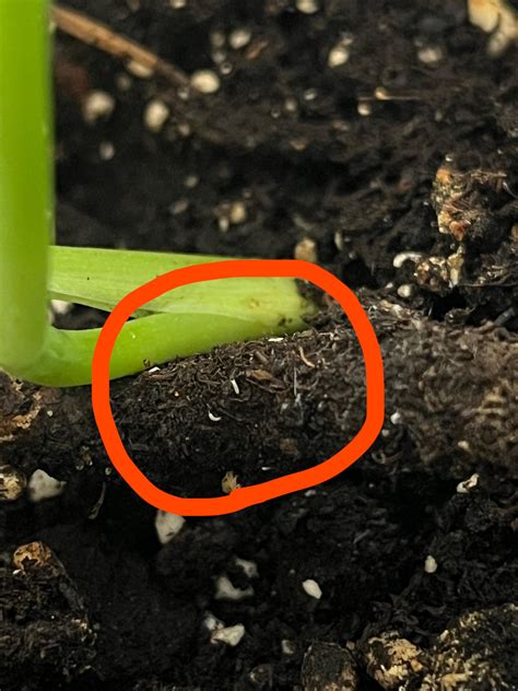 Are these white lines fungus gnat larvae? : r/plantclinic