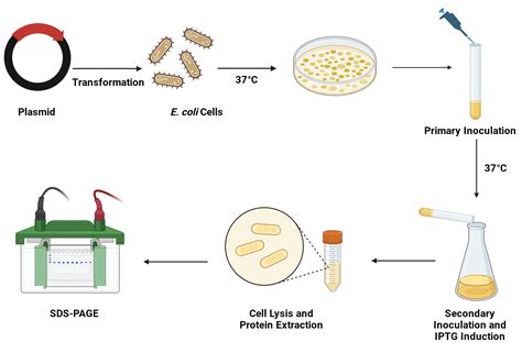 Protein Expression Methods 的图像结果