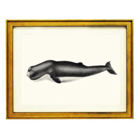 De Cachelot Physeter ART PRINT – Ikka Dukka Studio Private Limited.
