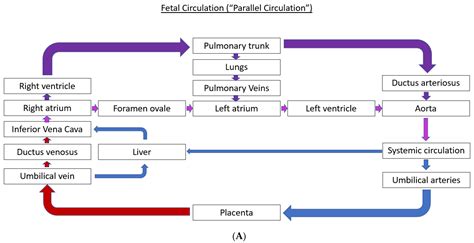 Image result for Blood Circulation Flow Chart