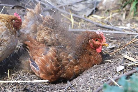 My Chicken's Got Fleas! Here's What to Do…