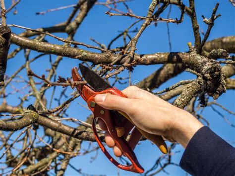 Image result for Spring Tree Pruning