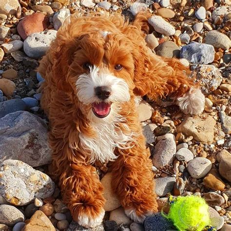 Image result for Cockapoo Full-Grown