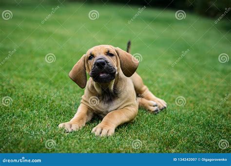 Adorable Fila Brasileiro Puppy Portrait Stock Image - Image of dogs ...