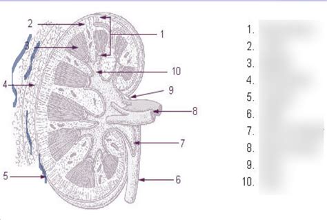 Image result for Kidney Tutorial