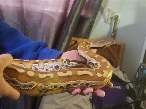 Blood Python vs Rat 的图像结果