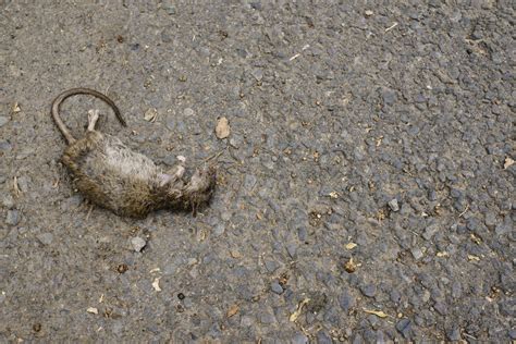 Were rats really responsible for the Black Death?