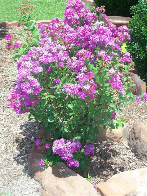 Pin on Trees -Crepe Myrtle