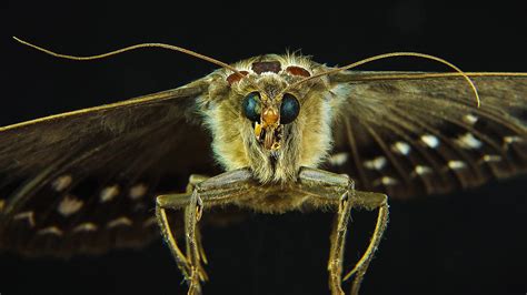 Anti-Predator Evolution: Lazy Moths Taste Disgusting
