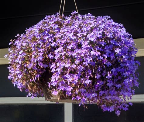 Unique Plant With Purple Hanging Flowers Mini Petunia Trailing Callie ...