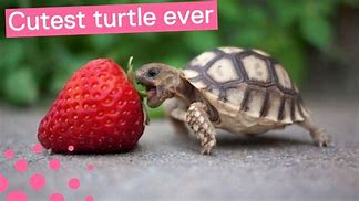 Image result for Cute Real Turtles