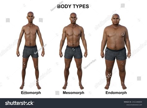 Mesomorph Body Type Celebrities