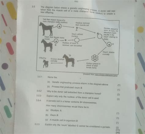Image result for Genetic Engineering Process Diagram