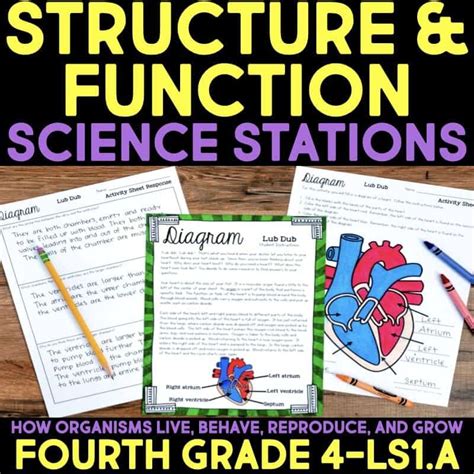Image result for Structure and Function Children