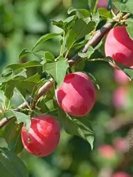 Cloud Farm Exotic Live Grafted Plum (Aalu bukhara/Aloo bukhara ...