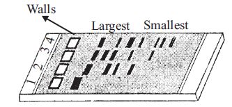 Identify the correct match for the given figure.